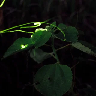 ホタル（イメージ）